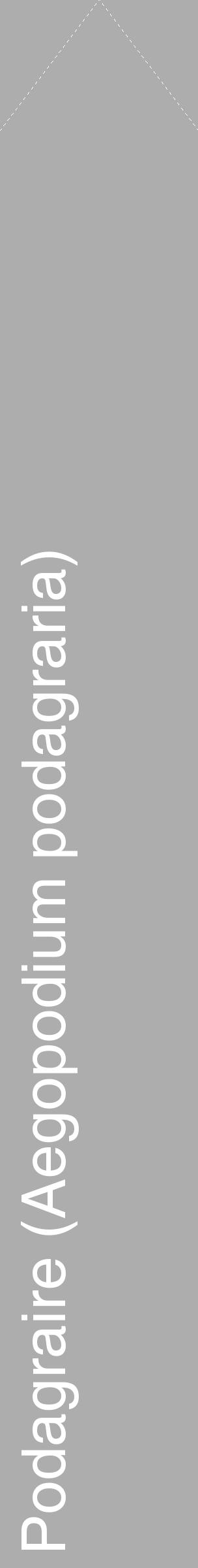 Étiquette de : Aegopodium podagraria - format c - style blanche22_simple_simplehel avec comestibilité - position verticale