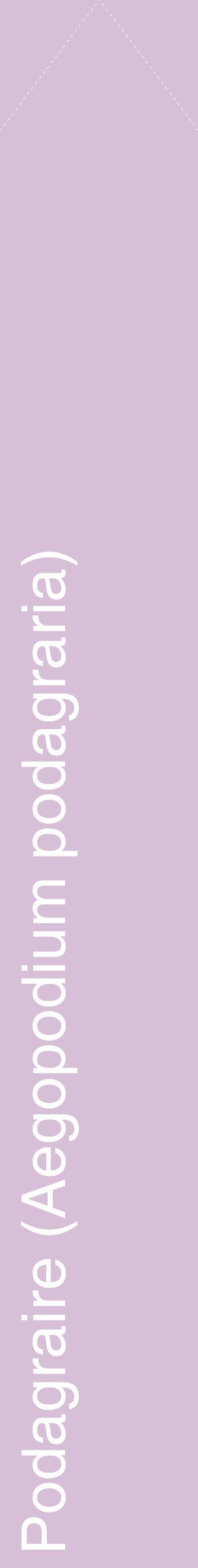 Étiquette de : Aegopodium podagraria - format c - style blanche54_simplehel avec comestibilité