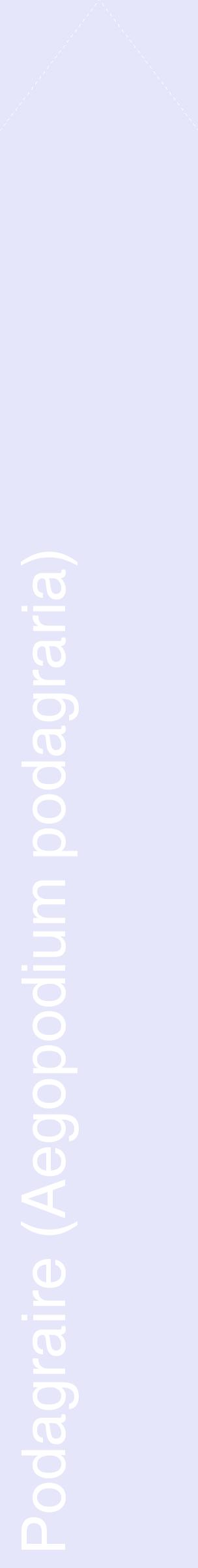 Étiquette de : Aegopodium podagraria - format c - style blanche55_simplehel avec comestibilité