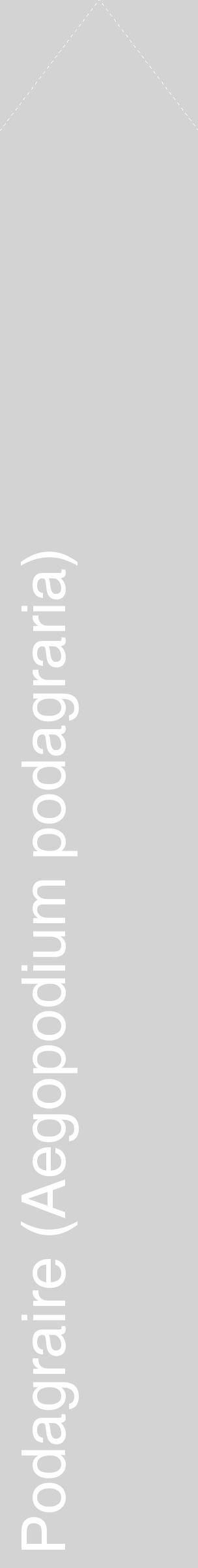 Étiquette de : Aegopodium podagraria - format c - style blanche56_simplehel avec comestibilité