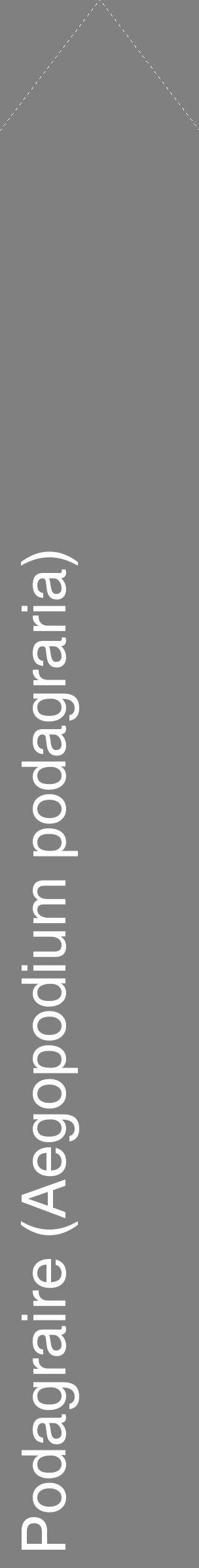 Étiquette de : Aegopodium podagraria - format c - style blanche57_simplehel avec comestibilité