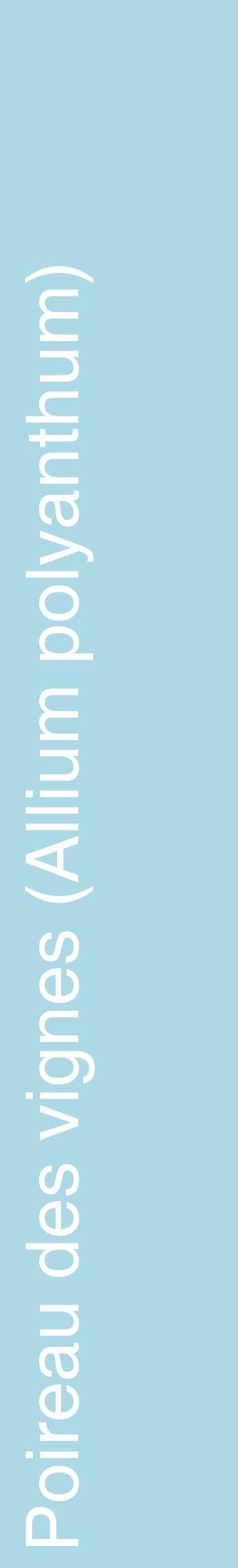 Étiquette de : Allium polyanthum - format c - style blanche0_basiquehel avec comestibilité