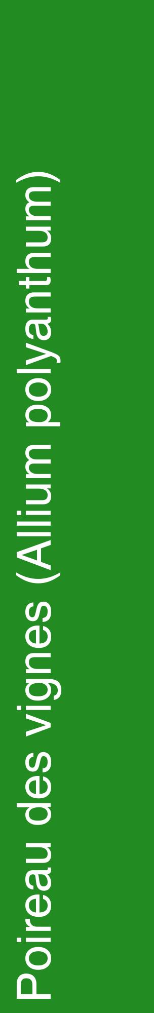 Étiquette de : Allium polyanthum - format c - style blanche10_basiquehel avec comestibilité