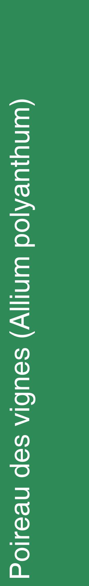 Étiquette de : Allium polyanthum - format c - style blanche11_basiquehel avec comestibilité