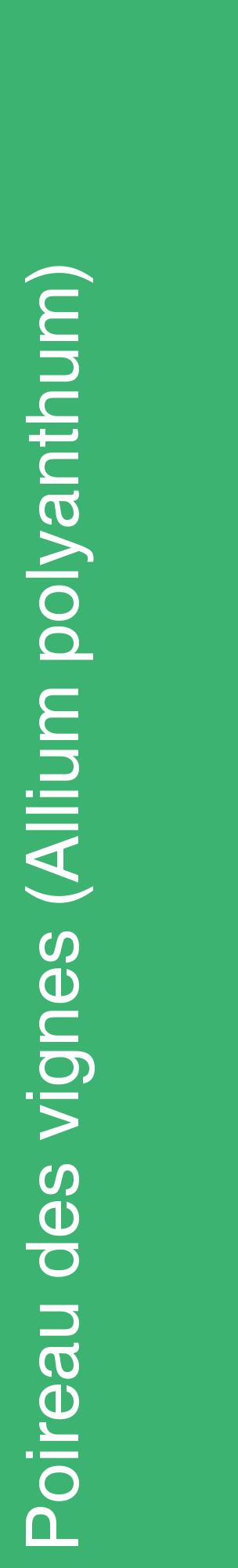 Étiquette de : Allium polyanthum - format c - style blanche12_basiquehel avec comestibilité