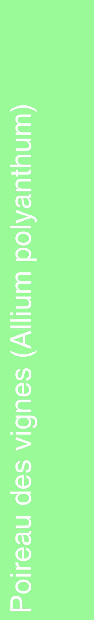 Étiquette de : Allium polyanthum - format c - style blanche14_basiquehel avec comestibilité