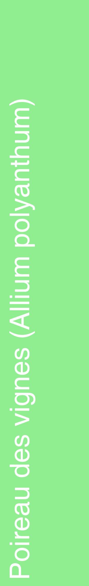 Étiquette de : Allium polyanthum - format c - style blanche15_basiquehel avec comestibilité
