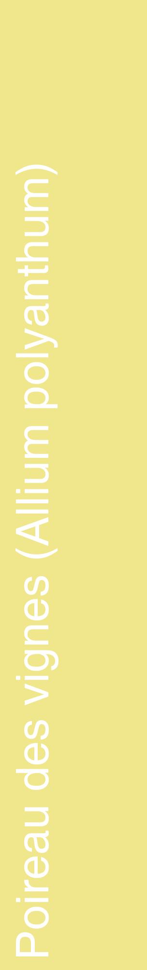 Étiquette de : Allium polyanthum - format c - style blanche20_basiquehel avec comestibilité