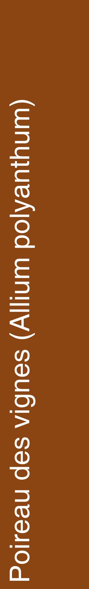 Étiquette de : Allium polyanthum - format c - style blanche30_basiquehel avec comestibilité
