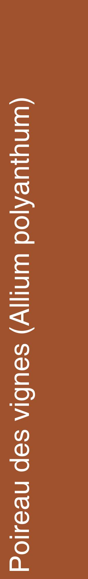 Étiquette de : Allium polyanthum - format c - style blanche32_basiquehel avec comestibilité