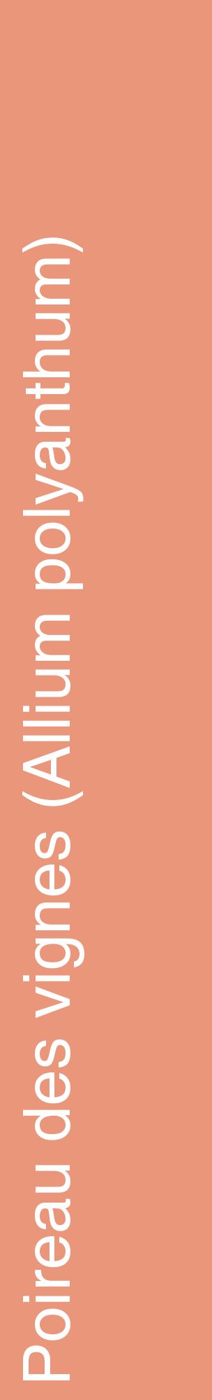 Étiquette de : Allium polyanthum - format c - style blanche37_basiquehel avec comestibilité