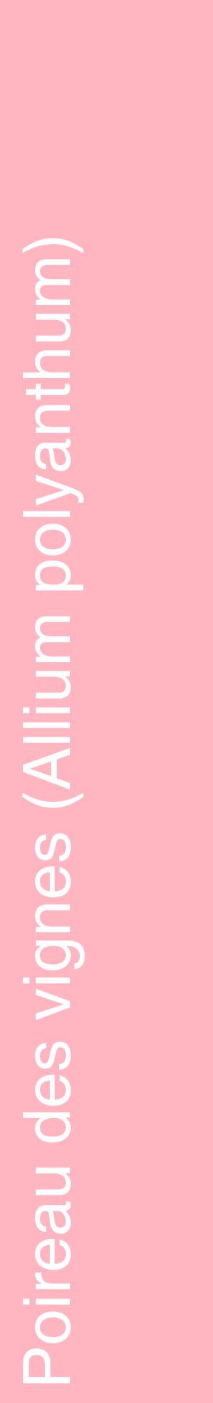 Étiquette de : Allium polyanthum - format c - style blanche41_basiquehel avec comestibilité