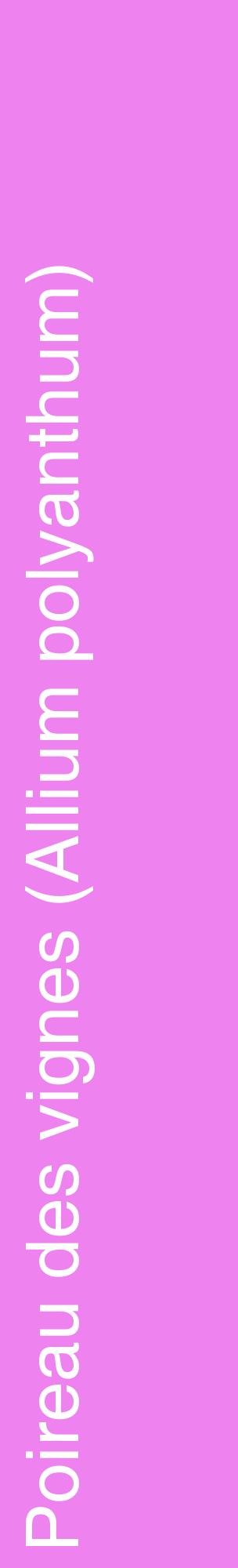 Étiquette de : Allium polyanthum - format c - style blanche53_basiquehel avec comestibilité