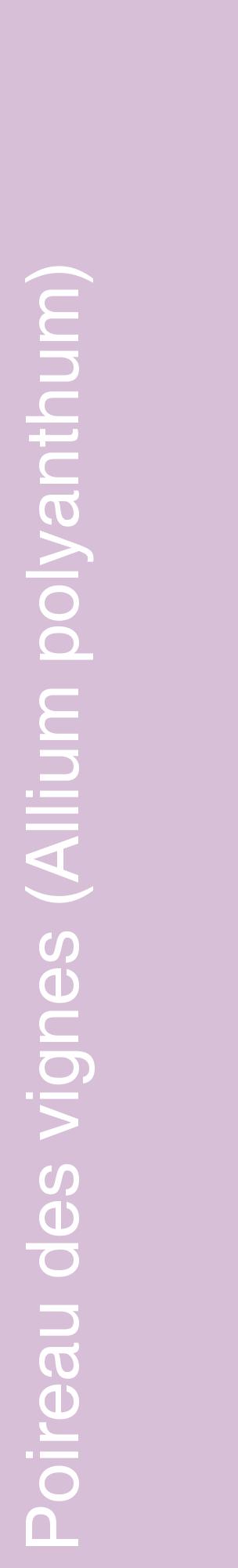 Étiquette de : Allium polyanthum - format c - style blanche54_basiquehel avec comestibilité