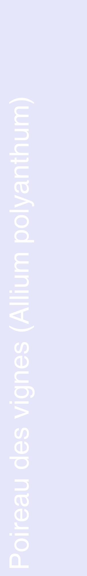 Étiquette de : Allium polyanthum - format c - style blanche55_basiquehel avec comestibilité