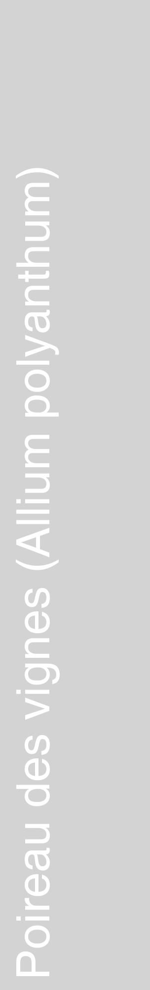 Étiquette de : Allium polyanthum - format c - style blanche56_basiquehel avec comestibilité