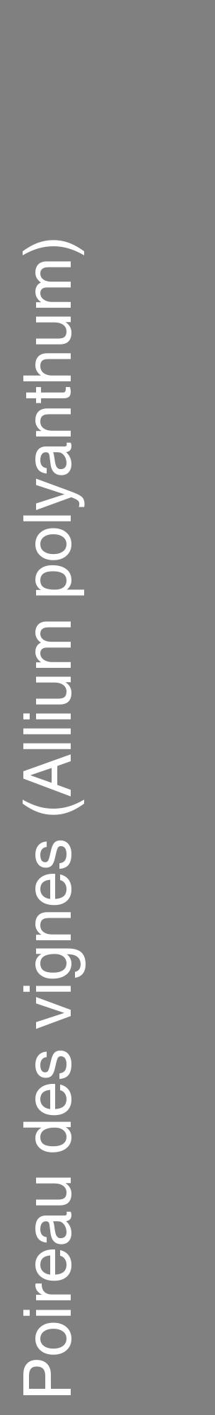 Étiquette de : Allium polyanthum - format c - style blanche57_basiquehel avec comestibilité