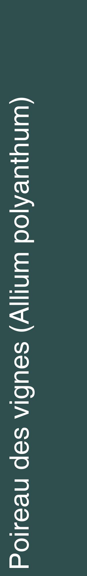 Étiquette de : Allium polyanthum - format c - style blanche58_basiquehel avec comestibilité