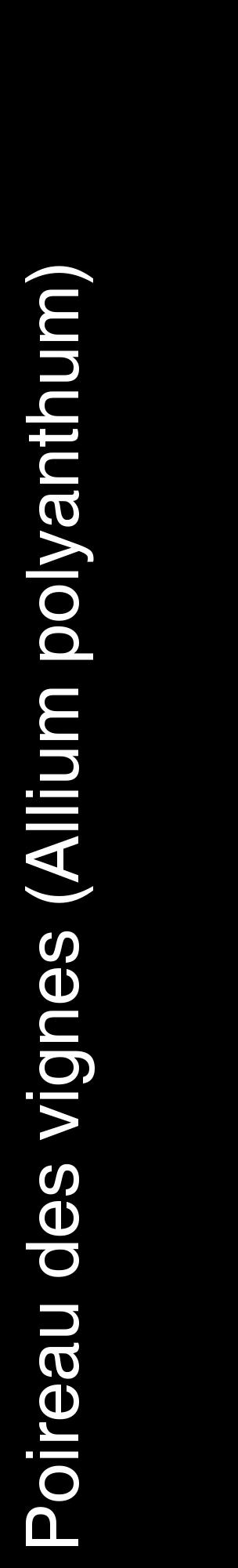 Étiquette de : Allium polyanthum - format c - style blanche59_basiquehel avec comestibilité