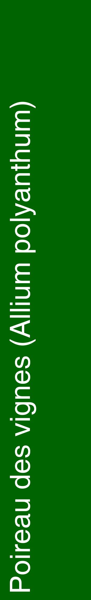 Étiquette de : Allium polyanthum - format c - style blanche8_basiquehel avec comestibilité