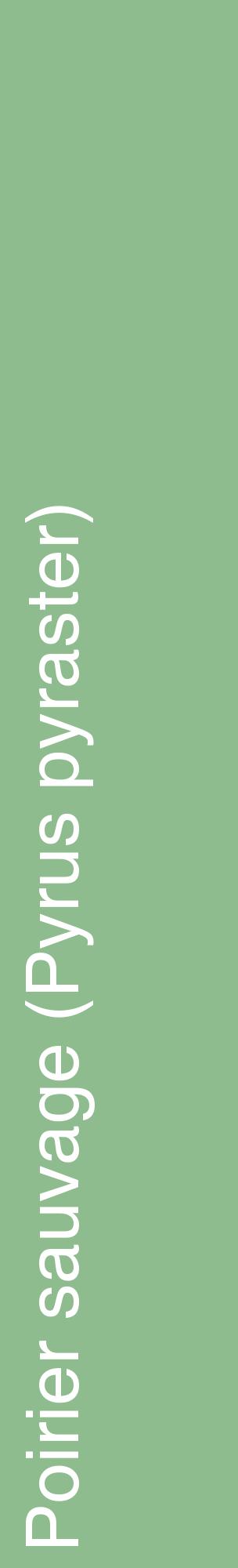 Étiquette de : Pyrus pyraster - format c - style blanche13_basiquehel avec comestibilité