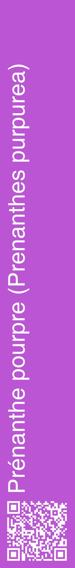 Étiquette de : Prenanthes purpurea - format c - style blanche50_basiquehel avec qrcode et comestibilité