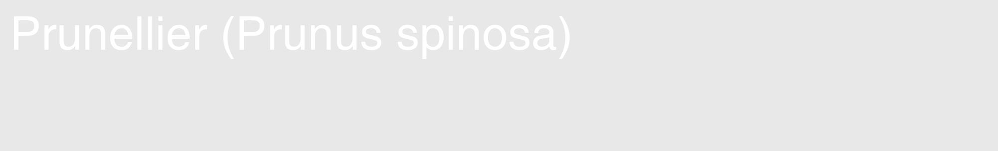 Étiquette de : Prunus spinosa - format c - style blanche55_basique_basiquehel avec comestibilité