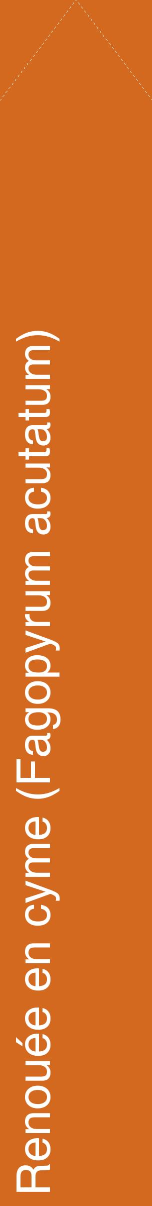 Étiquette de : Fagopyrum acutatum - format c - style blanche31_simplehel avec comestibilité