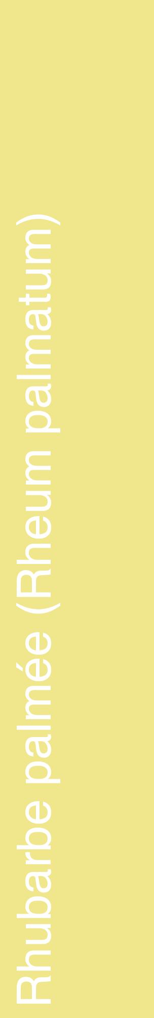Étiquette de : Rheum palmatum - format c - style blanche20_basiquehel avec comestibilité