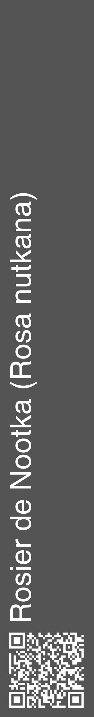 Étiquette de : Rosa nutkana - format c - style blanche30_basique_basiquehel avec qrcode et comestibilité - position verticale