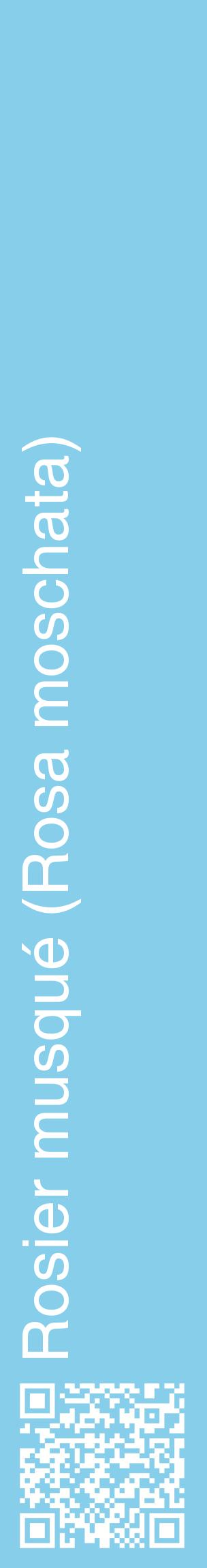 Étiquette de : Rosa moschata - format c - style blanche1_basiquehel avec qrcode et comestibilité