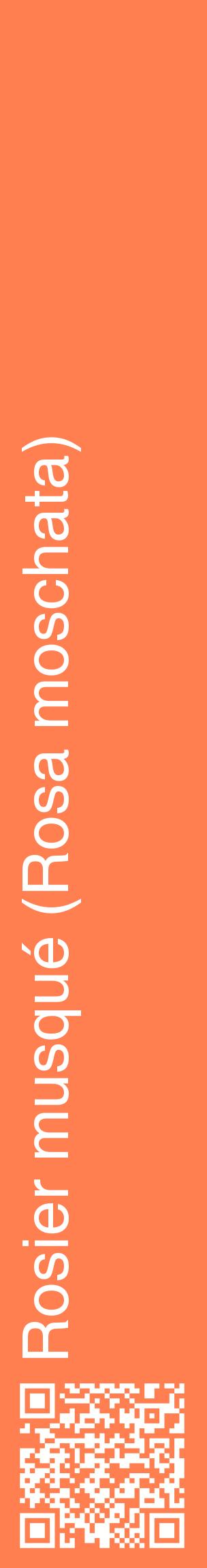 Étiquette de : Rosa moschata - format c - style blanche24_basiquehel avec qrcode et comestibilité