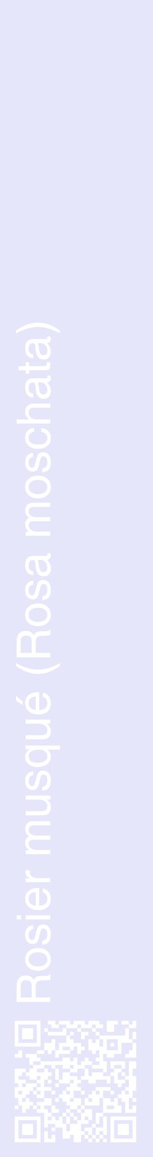 Étiquette de : Rosa moschata - format c - style blanche55_basiquehel avec qrcode et comestibilité