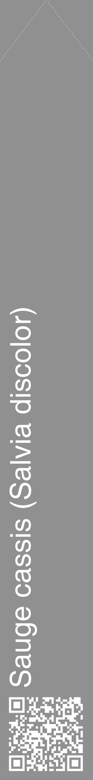 Étiquette de : Salvia discolor - format c - style blanche4_simple_simplehel avec qrcode et comestibilité - position verticale