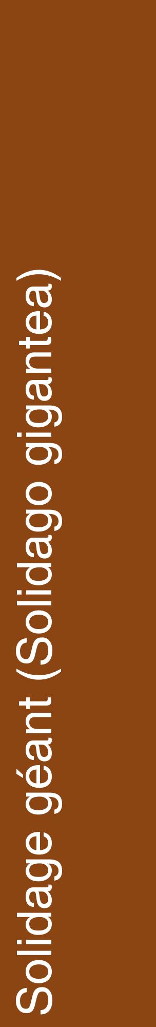 Étiquette de : Solidago gigantea - format c - style blanche30_basiquehel avec comestibilité