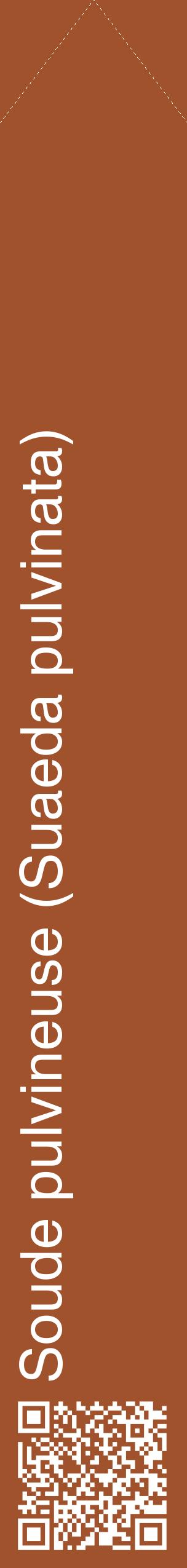 Étiquette de : Suaeda pulvinata - format c - style blanche32_simplehel avec qrcode et comestibilité