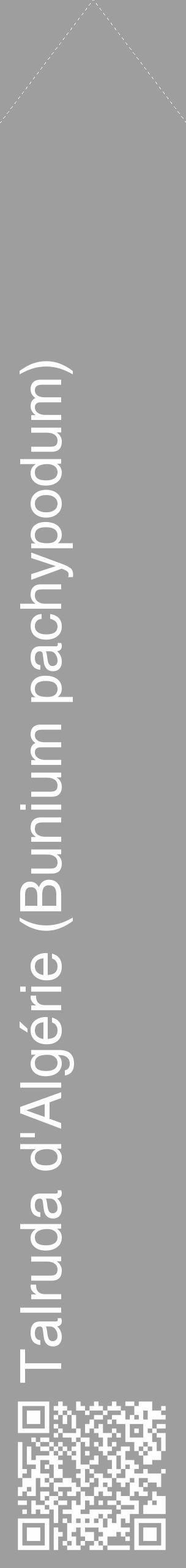 Étiquette de : Bunium pachypodum - format c - style blanche23_simple_simplehel avec qrcode et comestibilité - position verticale