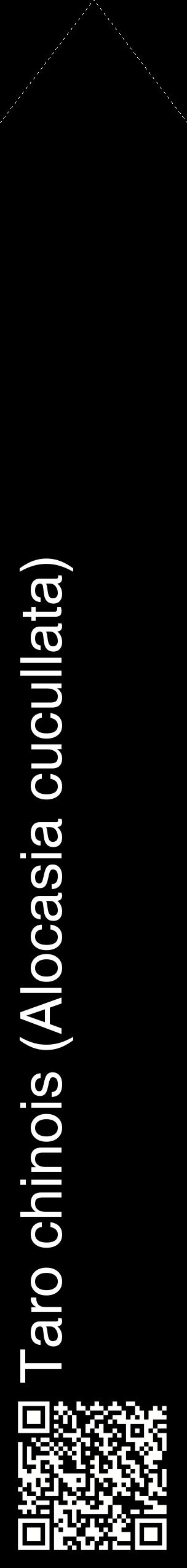 Étiquette de : Alocasia cucullata - format c - style blanche59_simplehel avec qrcode et comestibilité