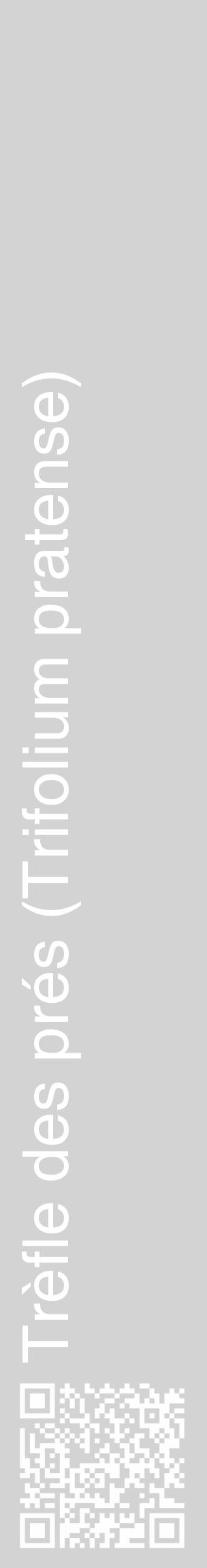 Étiquette de : Trifolium pratense - format c - style blanche56_basique_basiquehel avec qrcode et comestibilité - position verticale