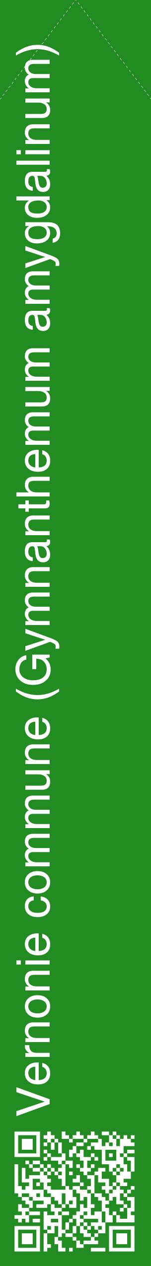 Étiquette de : Gymnanthemum amygdalinum - format c - style blanche10_simplehel avec qrcode et comestibilité