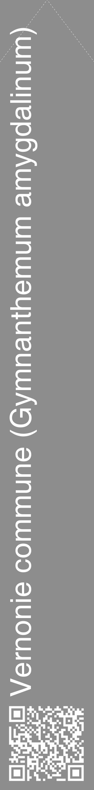 Étiquette de : Gymnanthemum amygdalinum - format c - style blanche2_simple_simplehel avec qrcode et comestibilité - position verticale