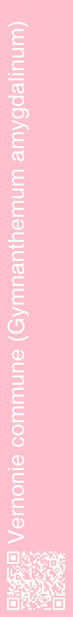 Étiquette de : Gymnanthemum amygdalinum - format c - style blanche40_simplehel avec qrcode et comestibilité