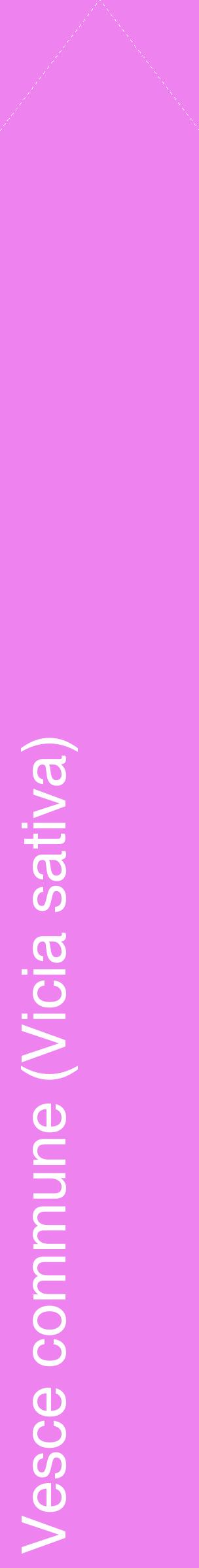 Étiquette de : Vicia sativa - format c - style blanche53_simplehel avec comestibilité