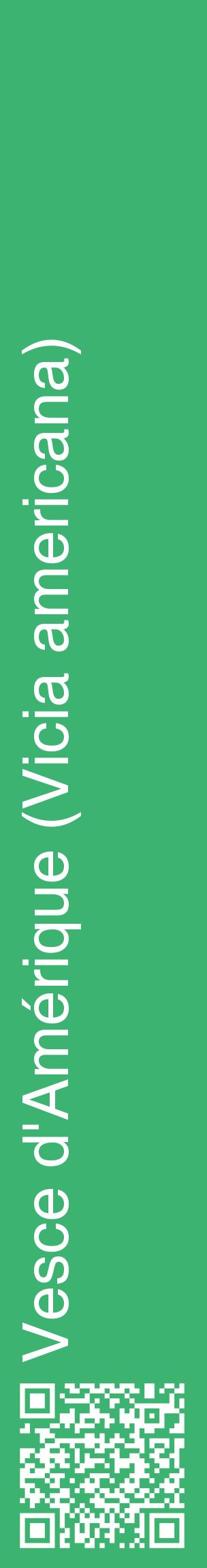 Étiquette de : Vicia americana - format c - style blanche12_basiquehel avec qrcode et comestibilité