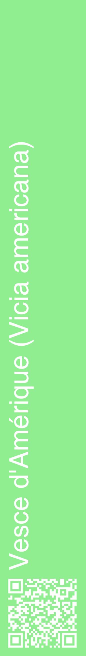 Étiquette de : Vicia americana - format c - style blanche15_basiquehel avec qrcode et comestibilité