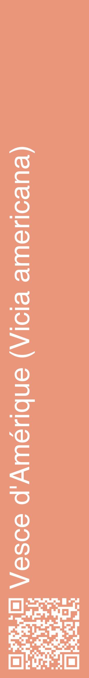 Étiquette de : Vicia americana - format c - style blanche37_basiquehel avec qrcode et comestibilité