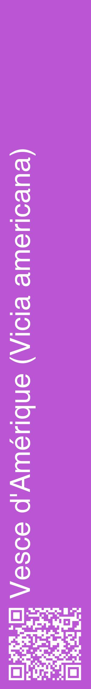 Étiquette de : Vicia americana - format c - style blanche50_basiquehel avec qrcode et comestibilité