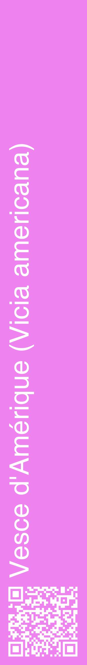 Étiquette de : Vicia americana - format c - style blanche53_basiquehel avec qrcode et comestibilité