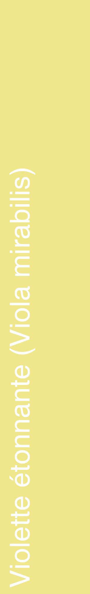 Étiquette de : Viola mirabilis - format c - style blanche20_basiquehel avec comestibilité