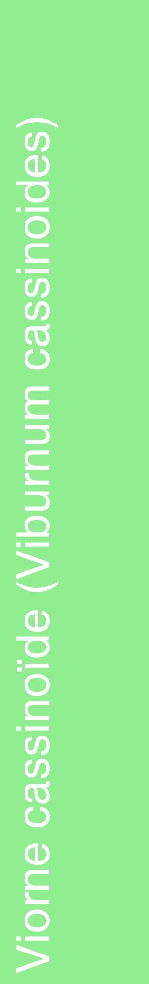Étiquette de : Viburnum cassinoides - format c - style blanche15_basiquehel avec comestibilité